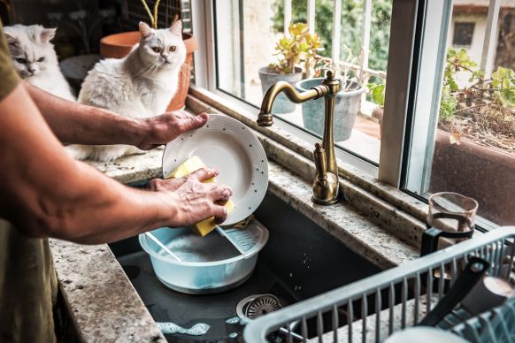 Person washing a plate at a kitchen sink while two cats watch from the windowsill