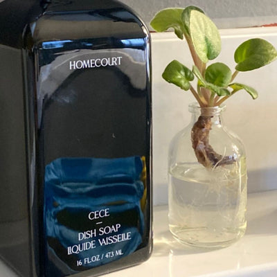 Front view of Homecourt black dish soap bottle labeled 16 fl oz next to a glass jar with a plant cutting