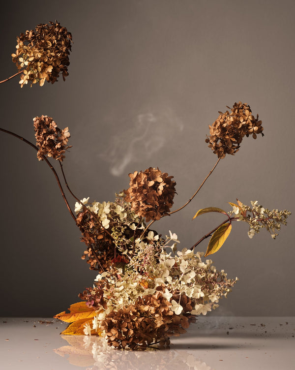Arrangement of dried hydrangea flowers in brown and cream tones against a neutral backdrop