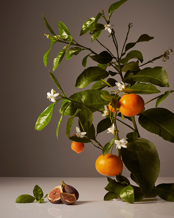 Fragrance:Mandarin Basile